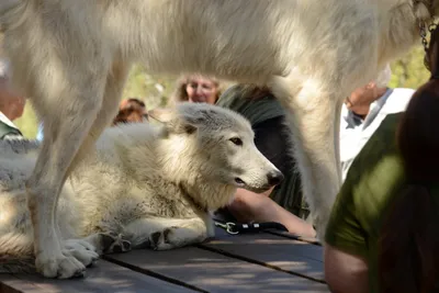 DSC_1672 (Large).JPG